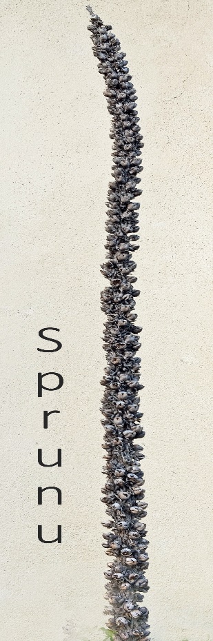 02-sprunu.jpeg